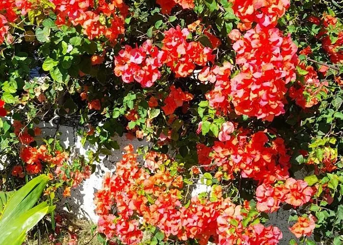 Grace Garden By Eminence Ent Bed & Breakfast 3*